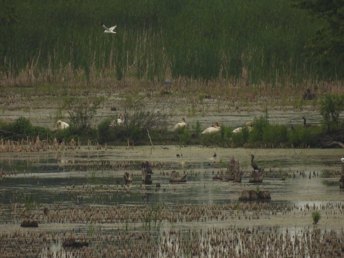 Trumpeter Swan - ML620643442