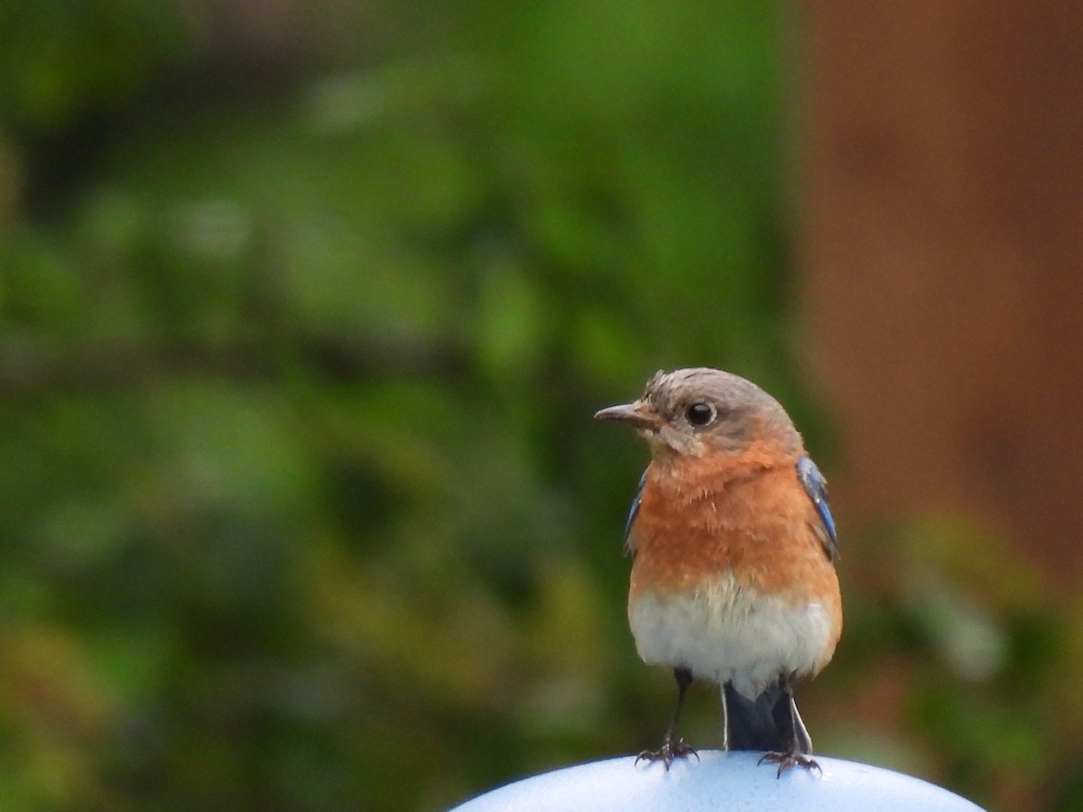 Eastern Bluebird - ML620643449