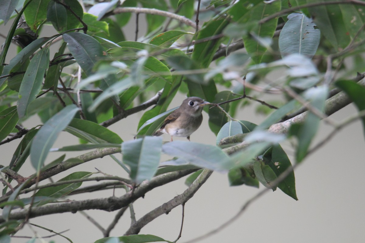 Brown-breasted Flycatcher - Karthick VS