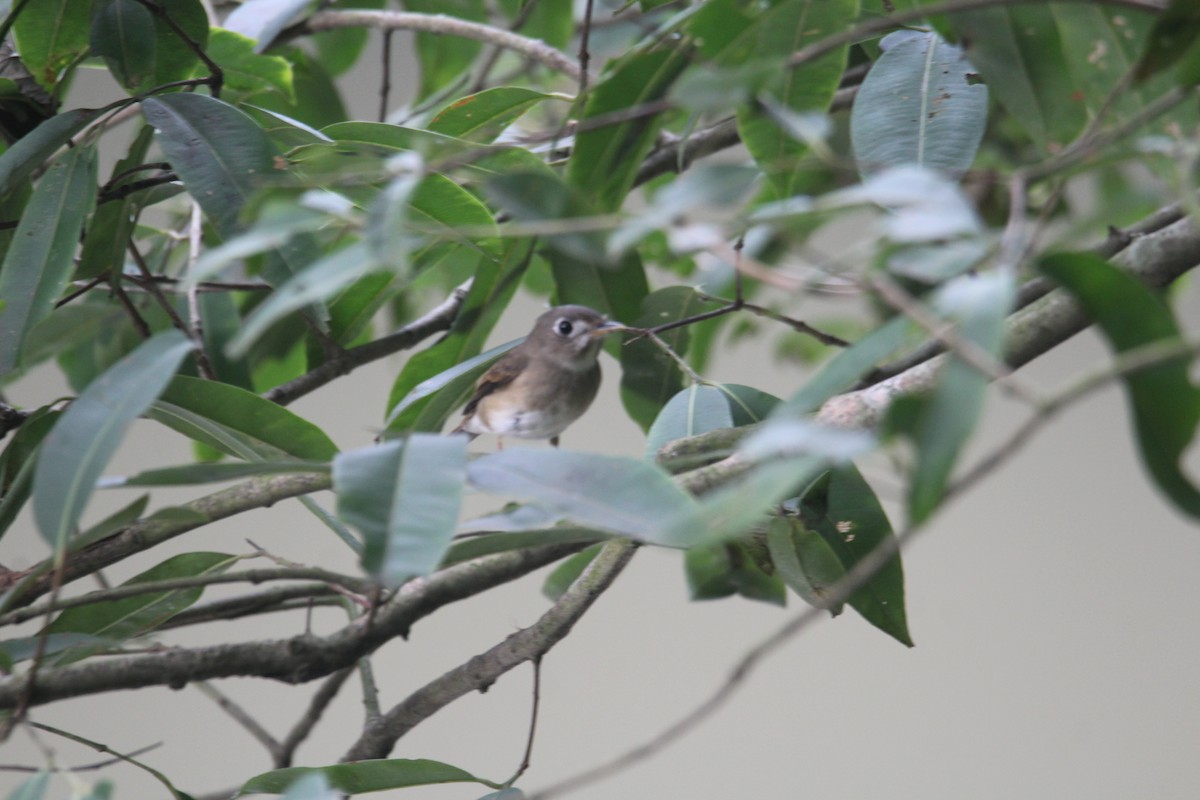 Brown-breasted Flycatcher - ML620643453