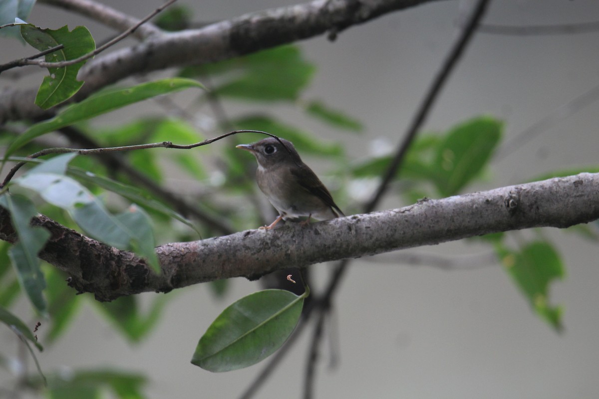 Brown-breasted Flycatcher - ML620643454