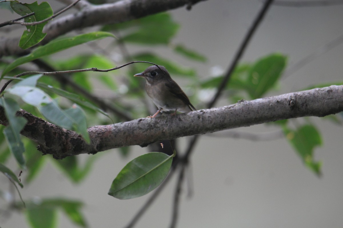 Brown-breasted Flycatcher - ML620643455