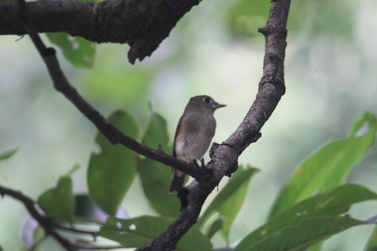 Brown-breasted Flycatcher - ML620643457