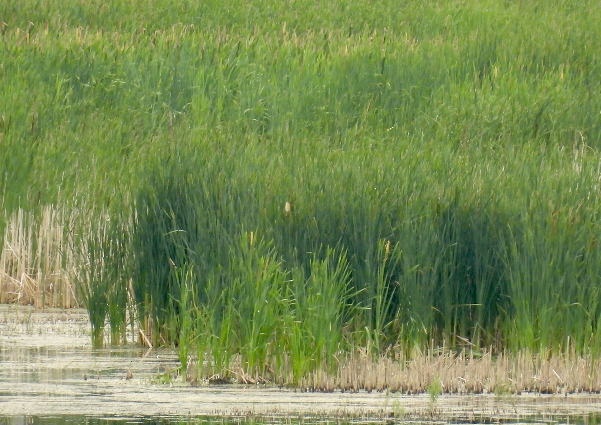 Least Bittern - John McKay