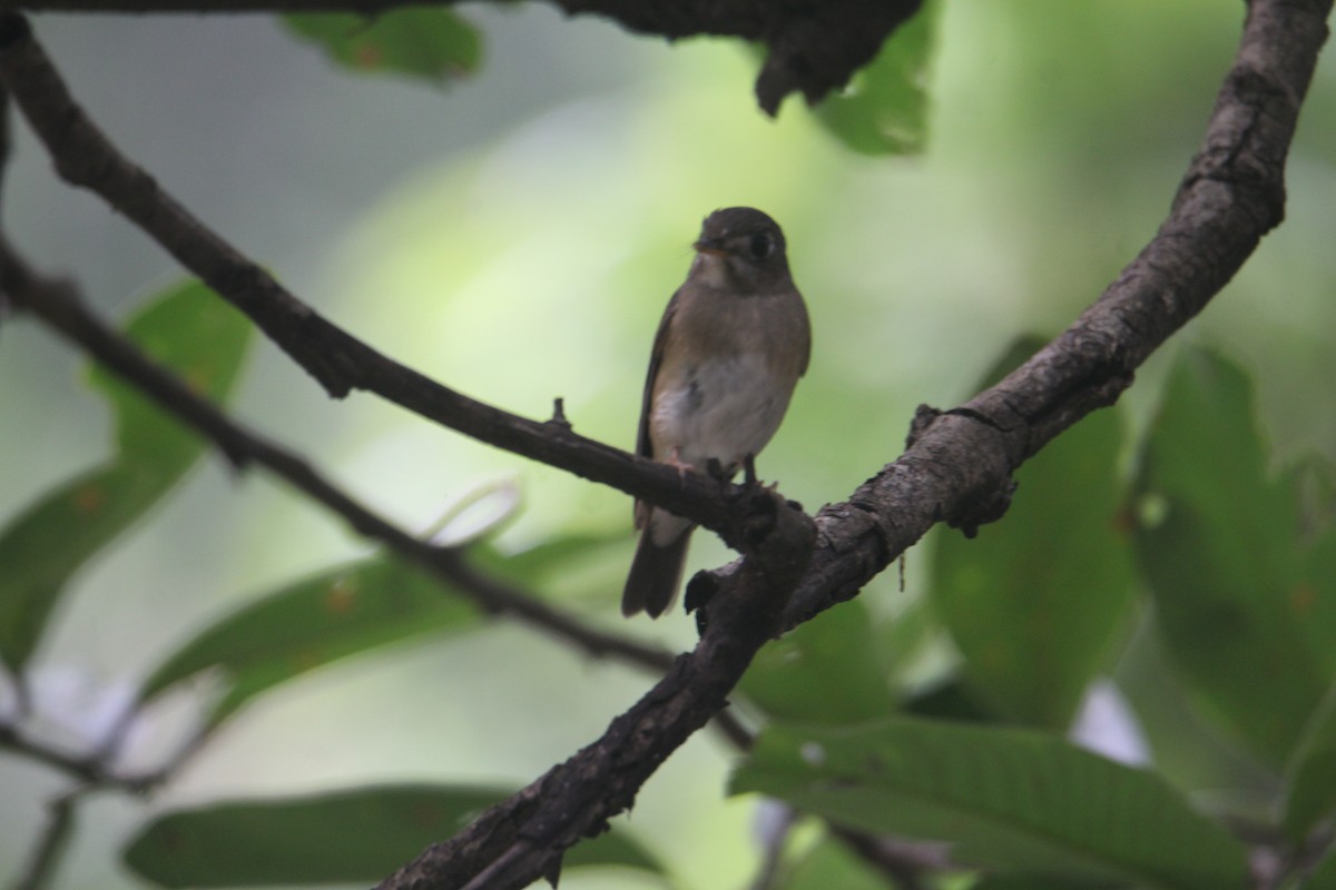 Brown-breasted Flycatcher - ML620643459