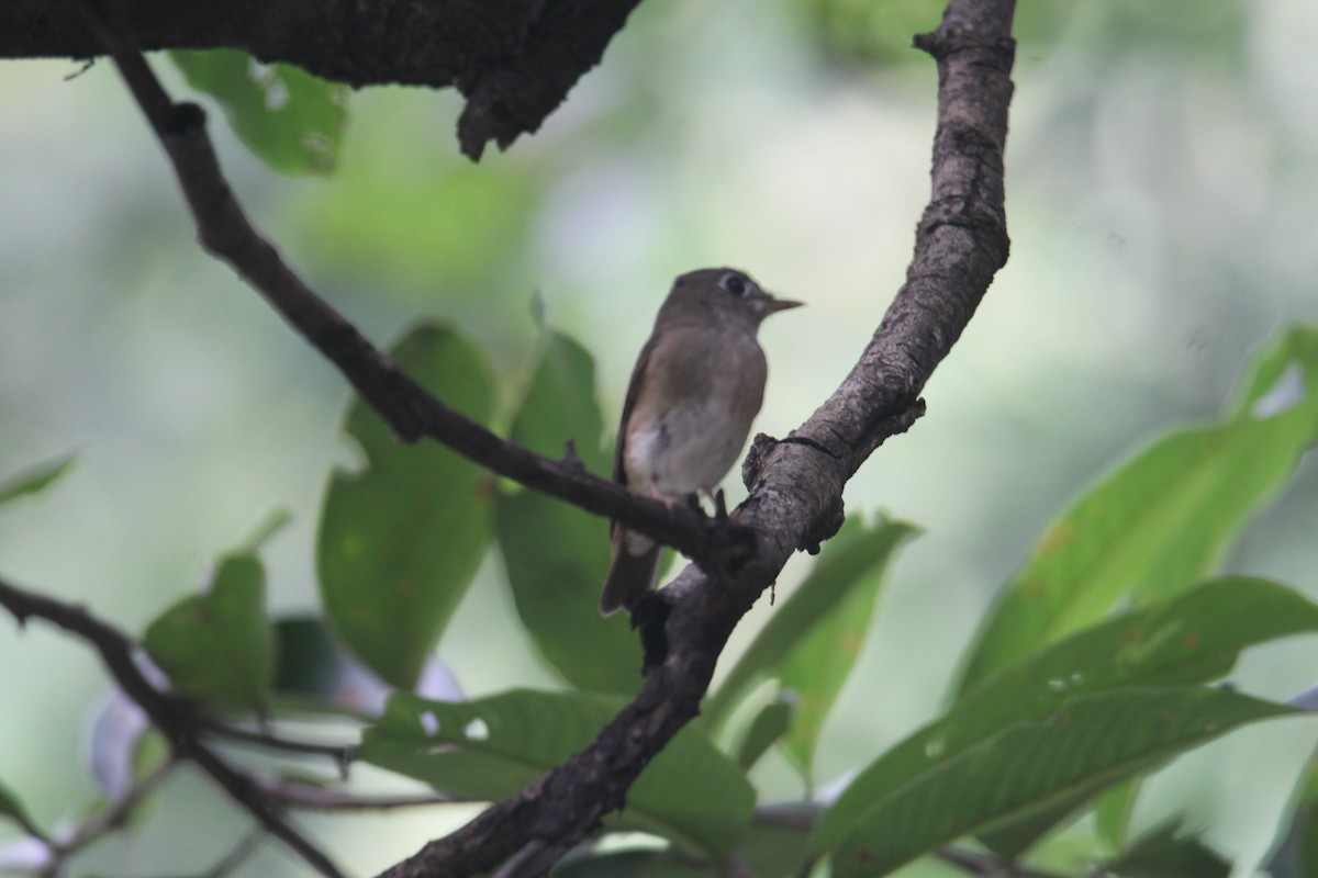 Brown-breasted Flycatcher - ML620643460