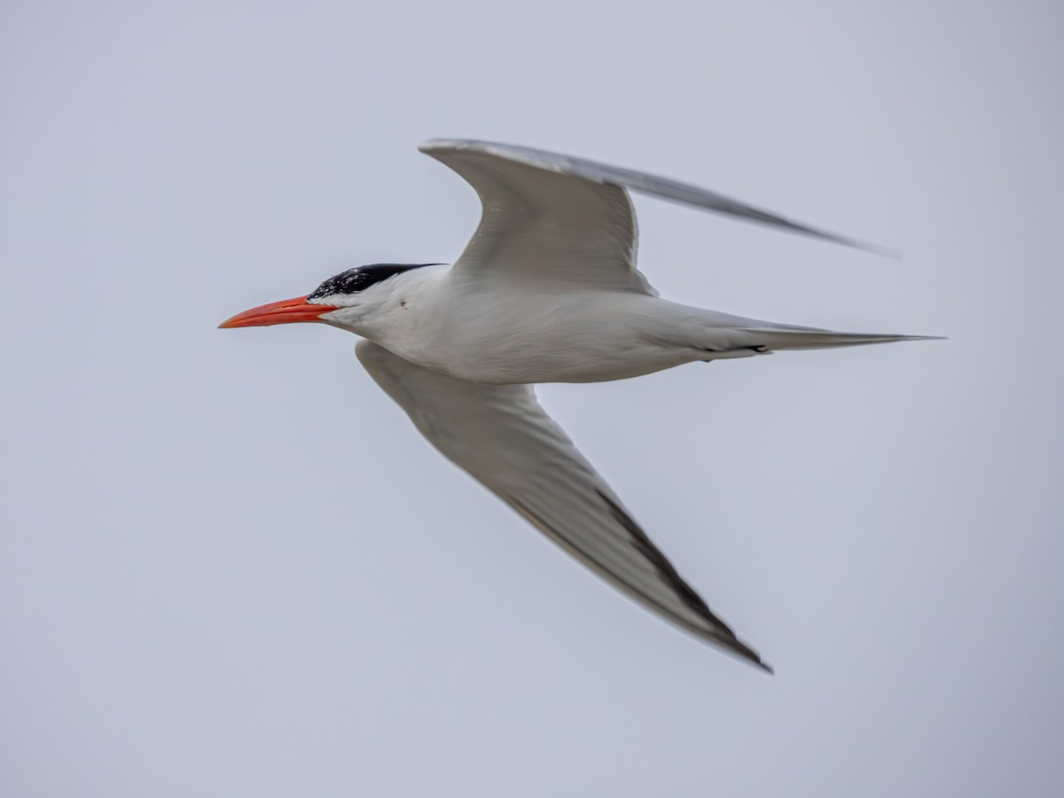 Royal Tern - ML620643462