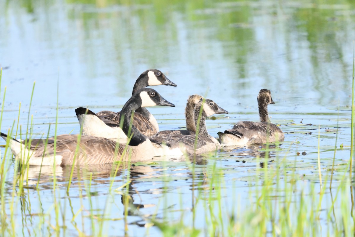 Canada Goose - ML620643463