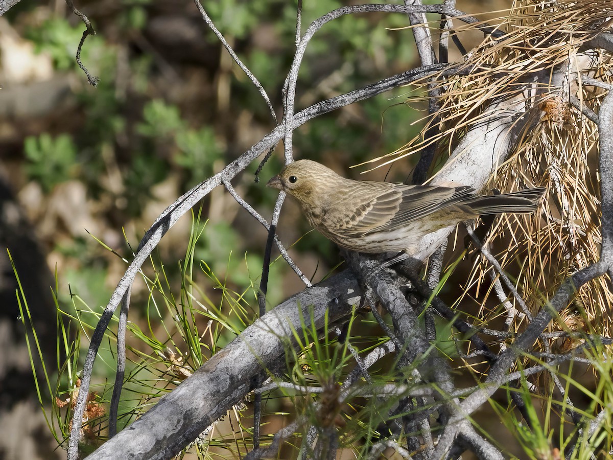 House Finch - ML620643465