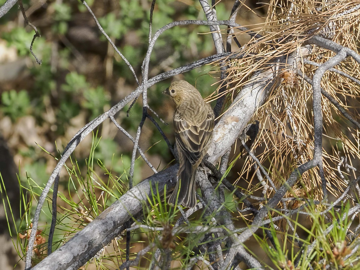 House Finch - ML620643466