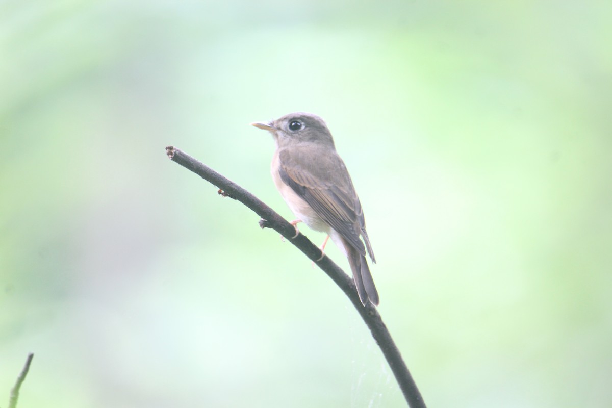 Brown-breasted Flycatcher - ML620643468