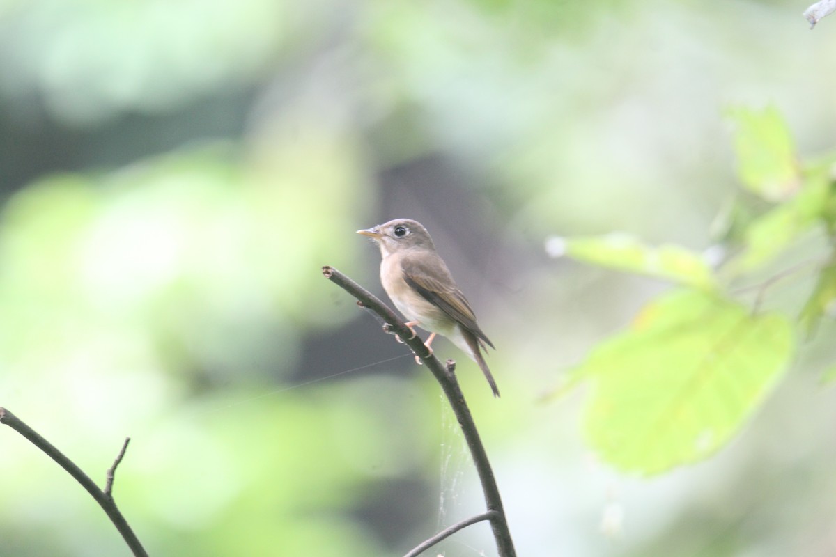 Brown-breasted Flycatcher - Karthick VS