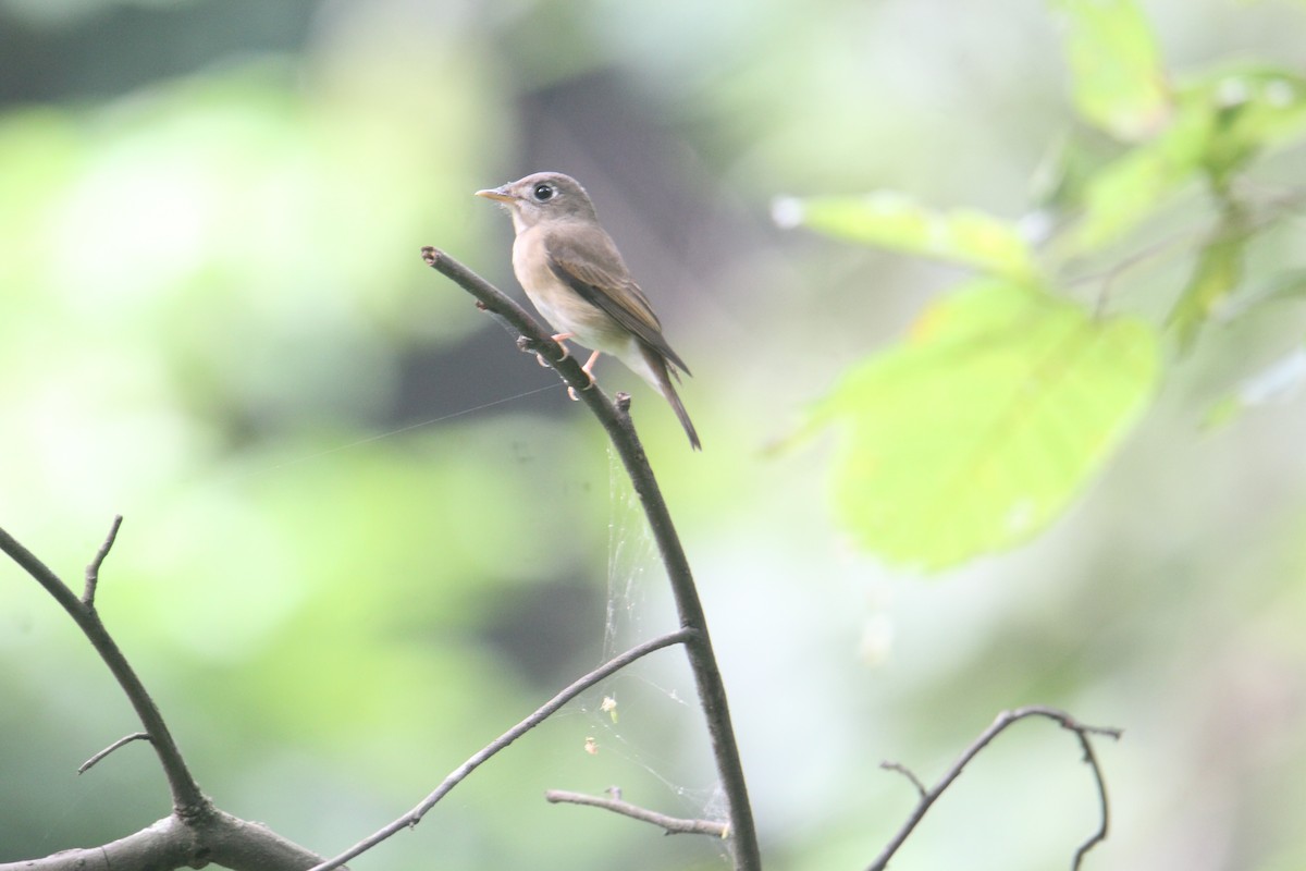 Brown-breasted Flycatcher - ML620643470