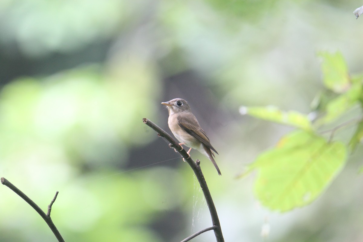 Brown-breasted Flycatcher - ML620643471