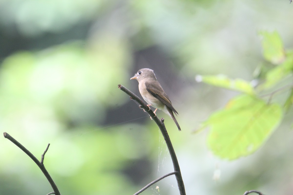 Brown-breasted Flycatcher - ML620643472