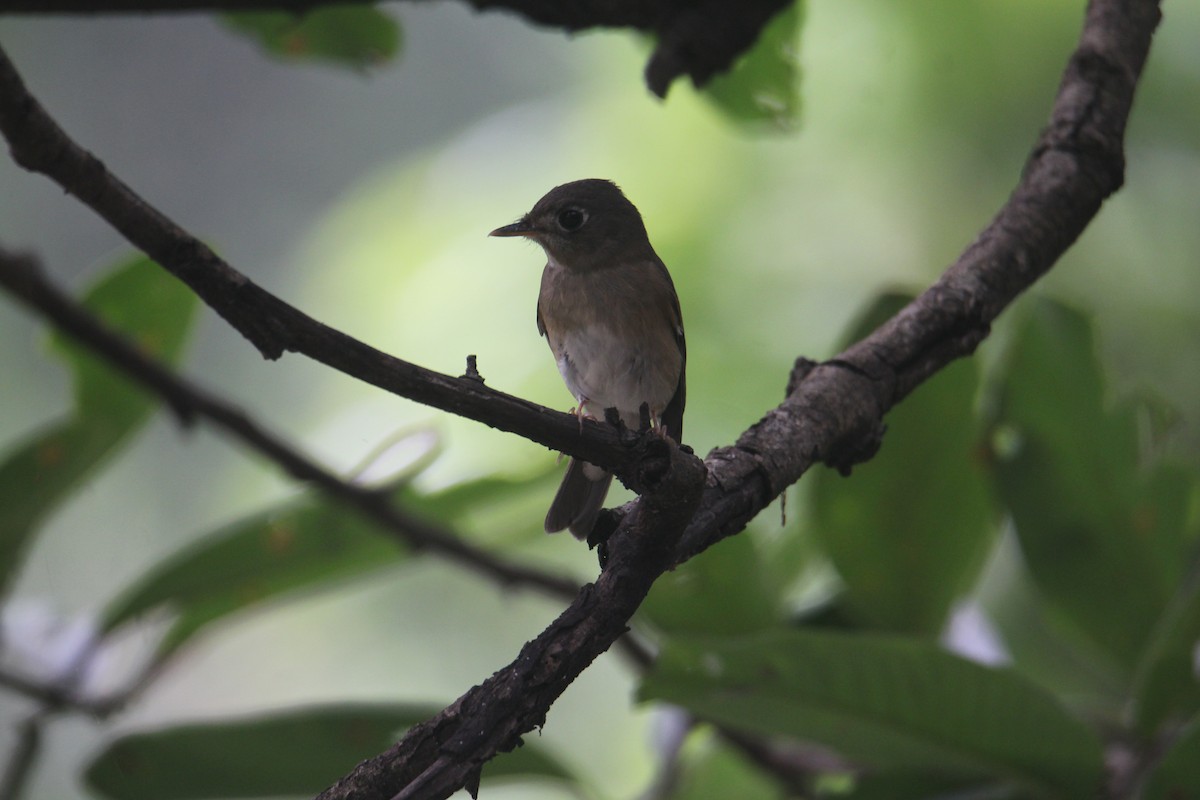 Brown-breasted Flycatcher - ML620643473