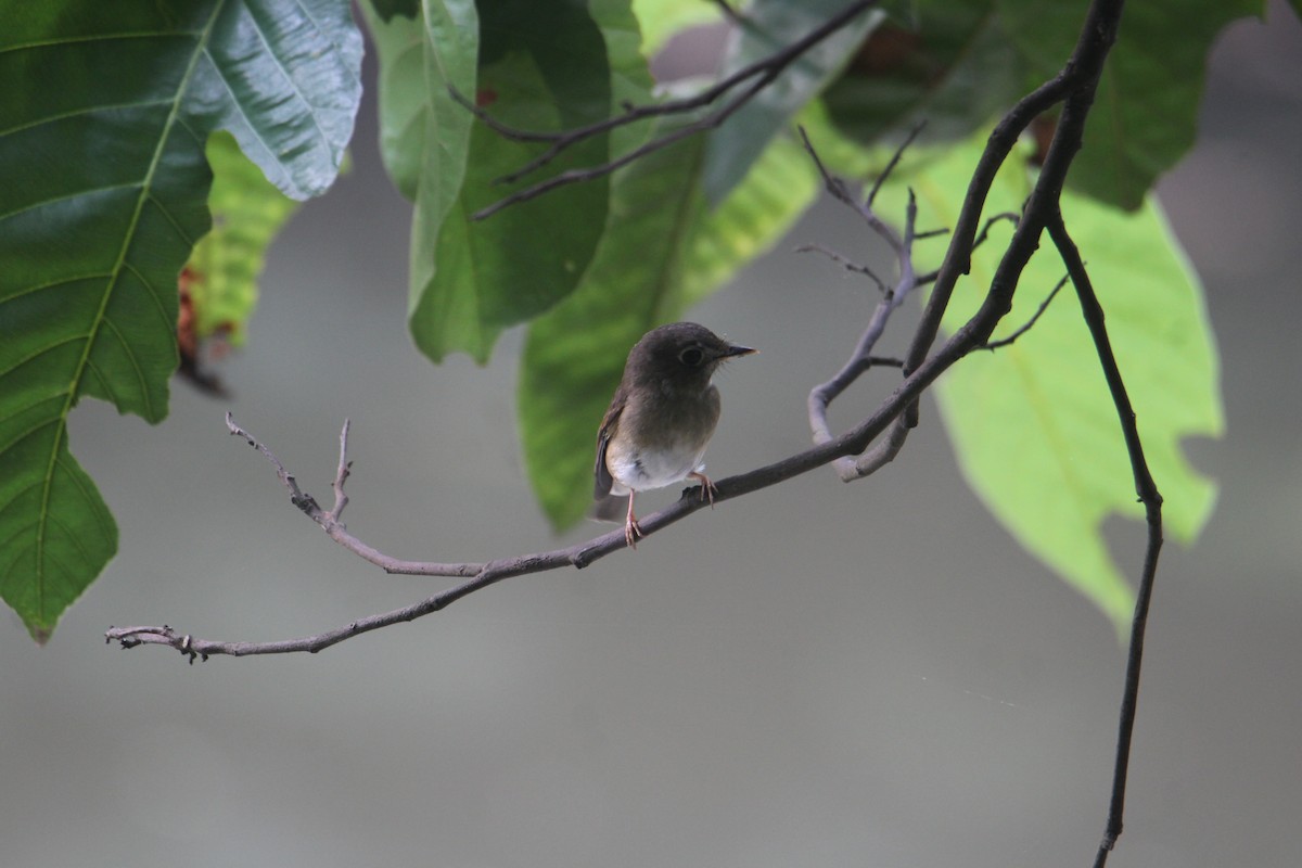 Brown-breasted Flycatcher - ML620643474