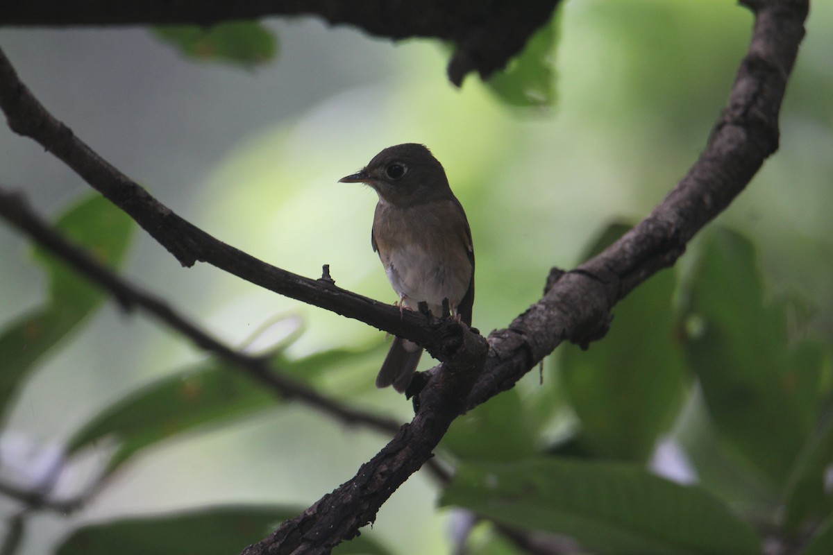 Brown-breasted Flycatcher - ML620643475