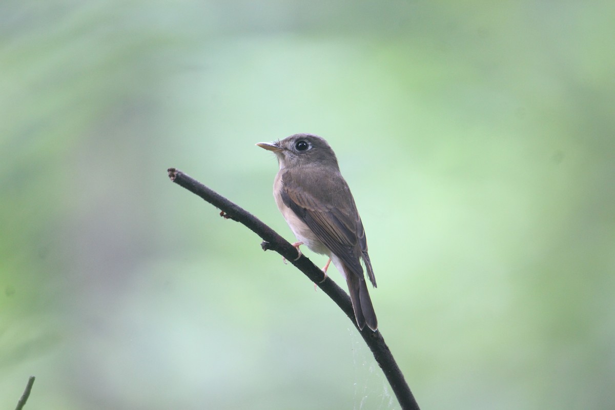 Brown-breasted Flycatcher - ML620643476