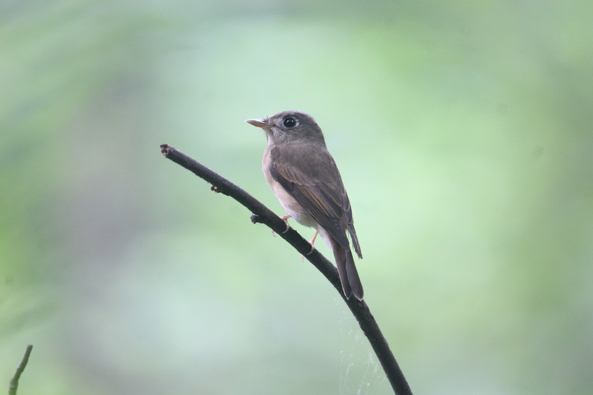 Brown-breasted Flycatcher - ML620643478