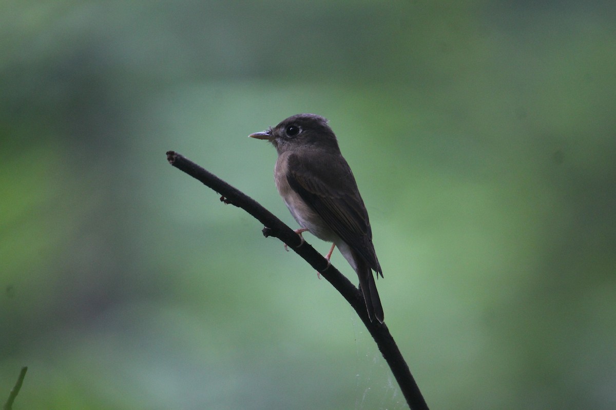 Brown-breasted Flycatcher - ML620643481