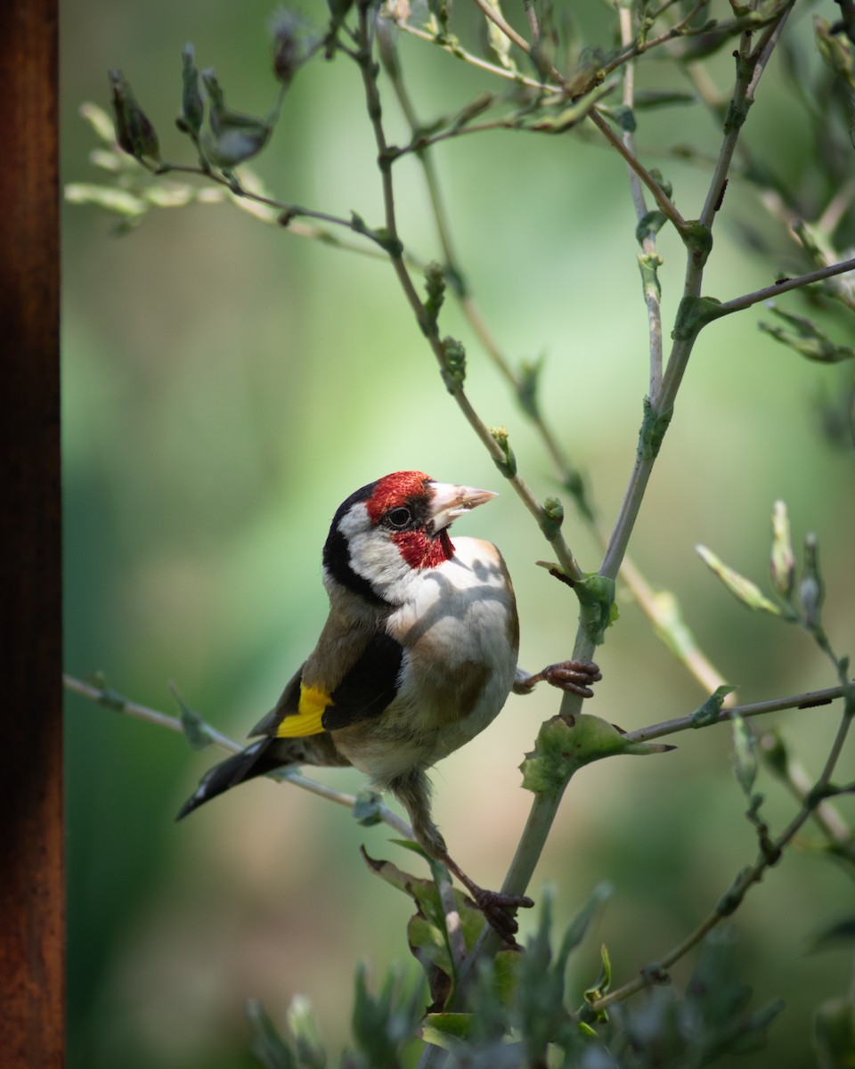 European Goldfinch - ML620643482