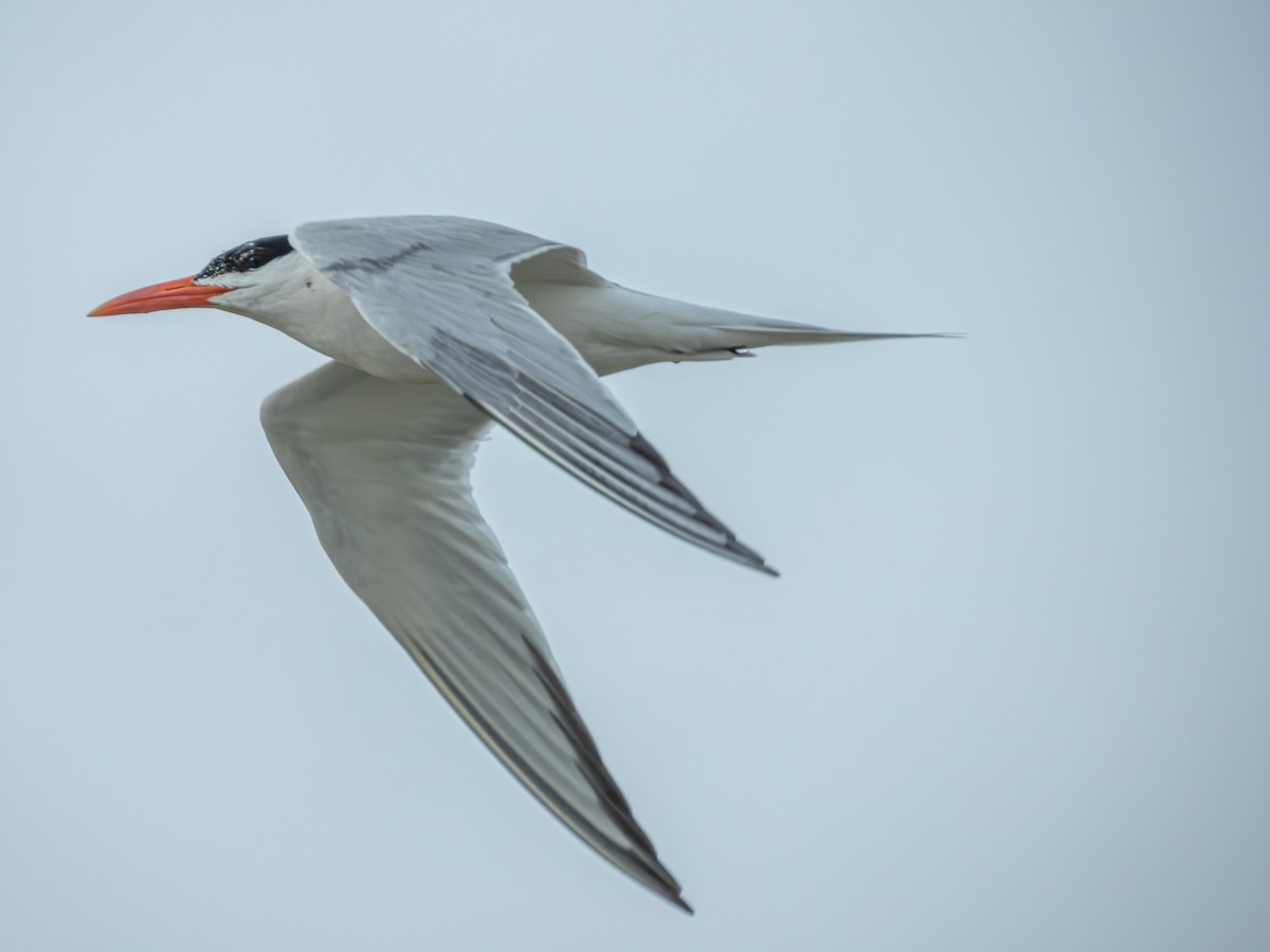 Royal Tern - ML620643487