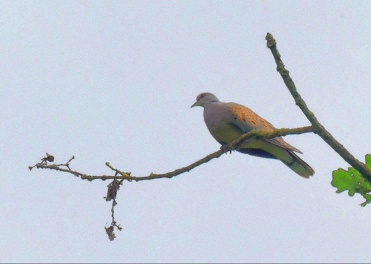 European Turtle-Dove - ML620643488