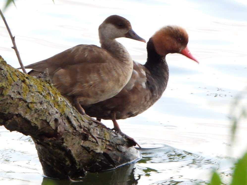 Red-crested Pochard - ML620643490