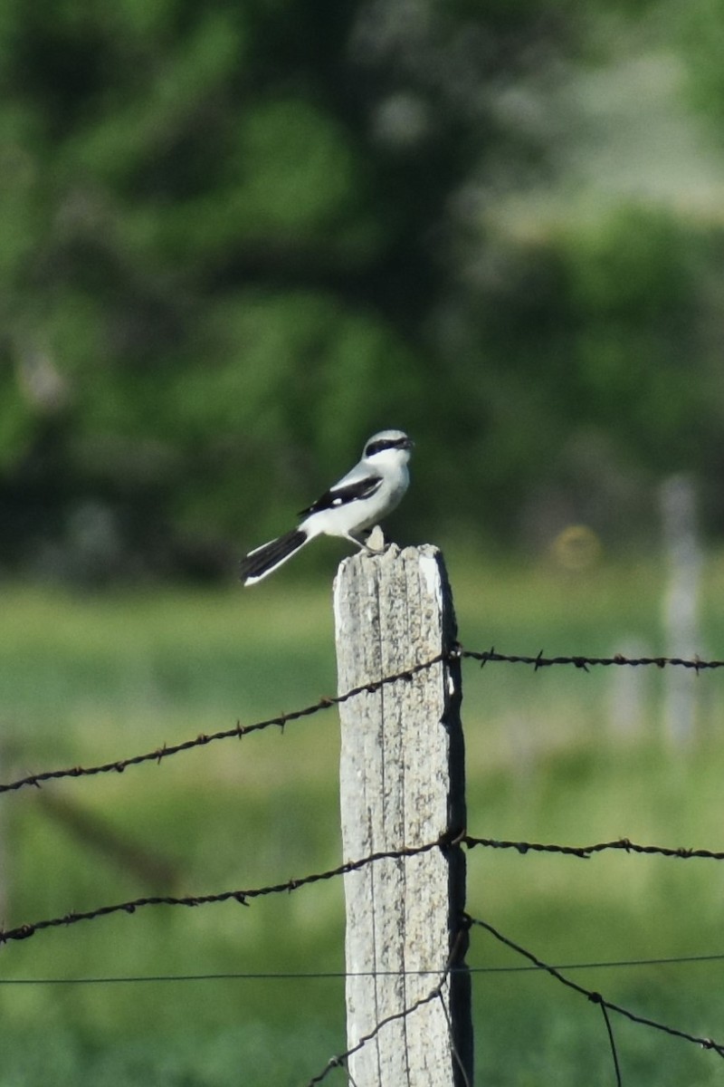 Loggerhead Shrike - ML620643491