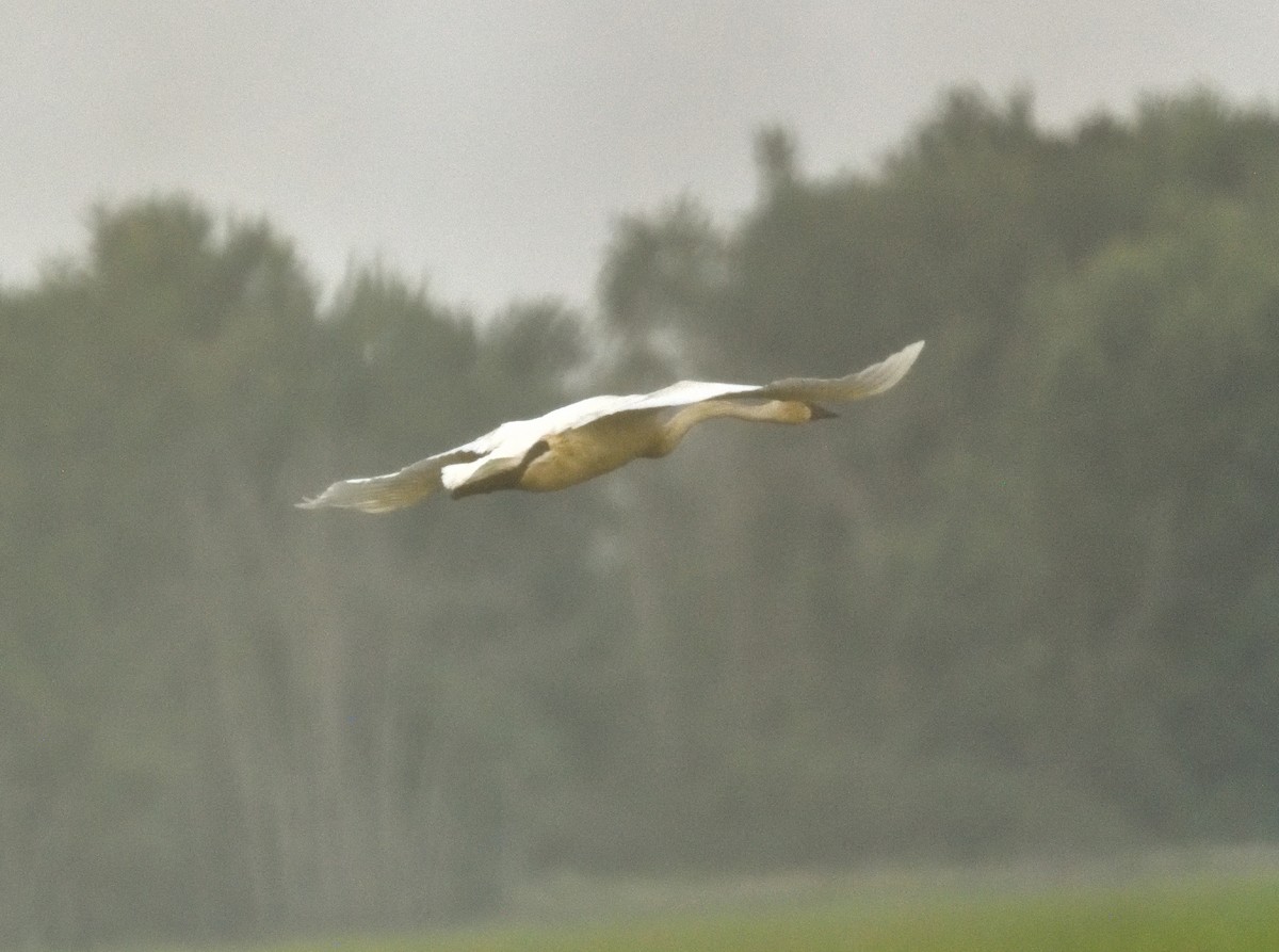 Trumpeter Swan - ML620643494