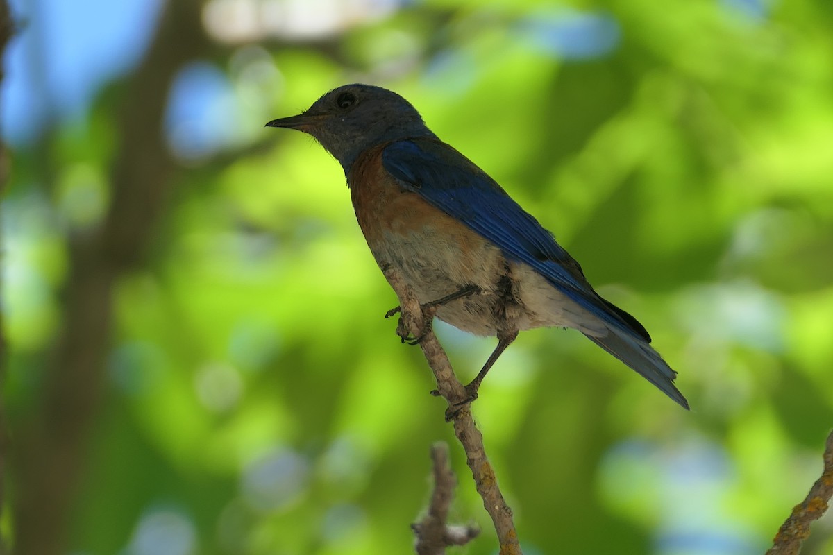 Western Bluebird - ML620643496