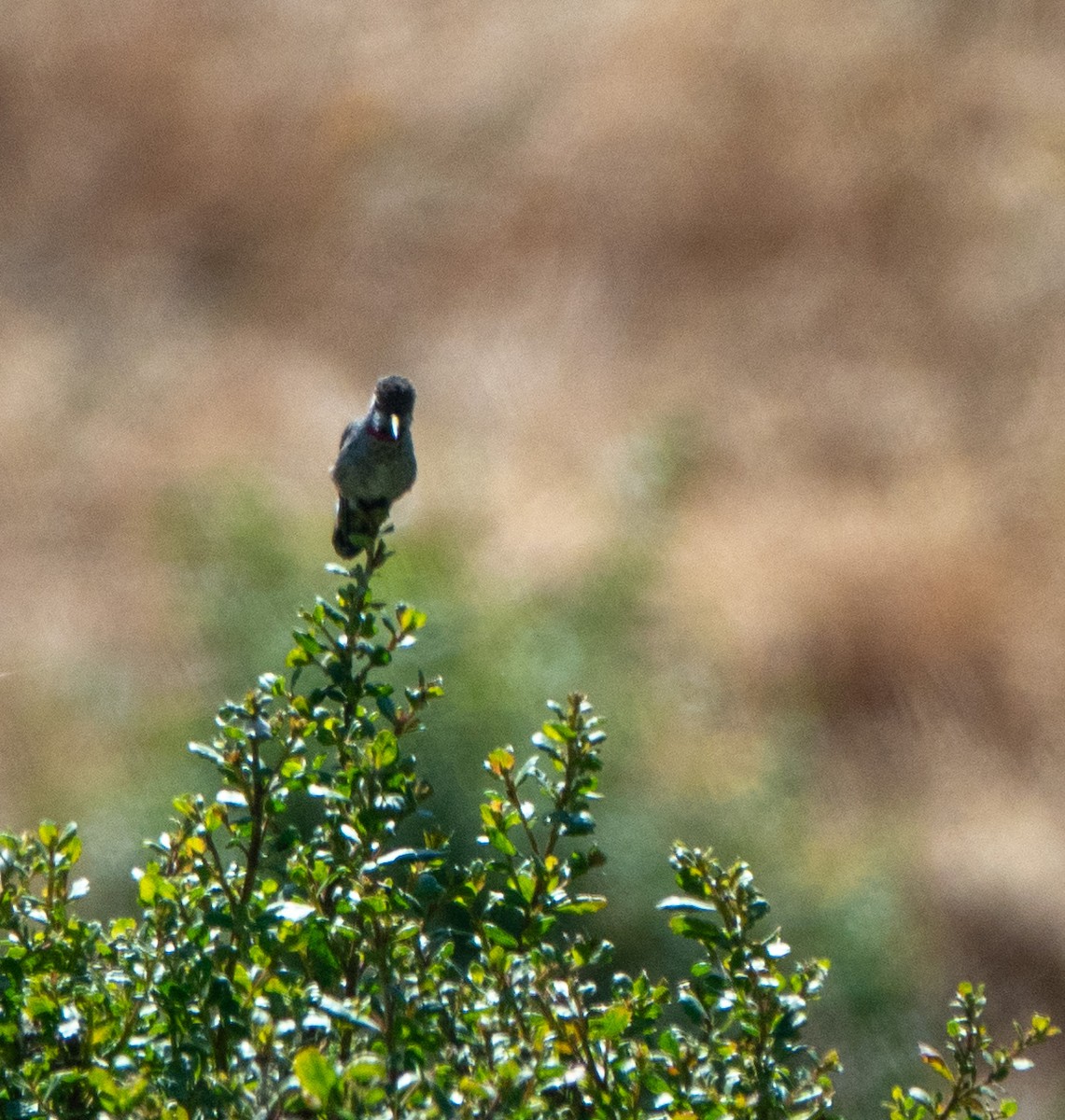 Anna's Hummingbird - Daniel Smith