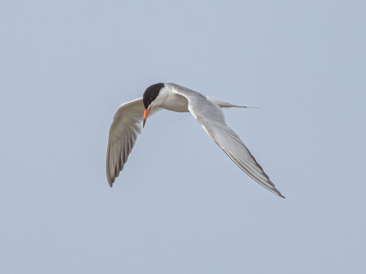 Forster's Tern - ML620643498