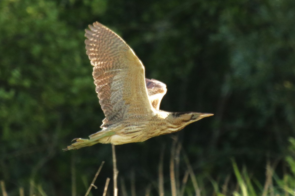 Great Bittern - ML620643501