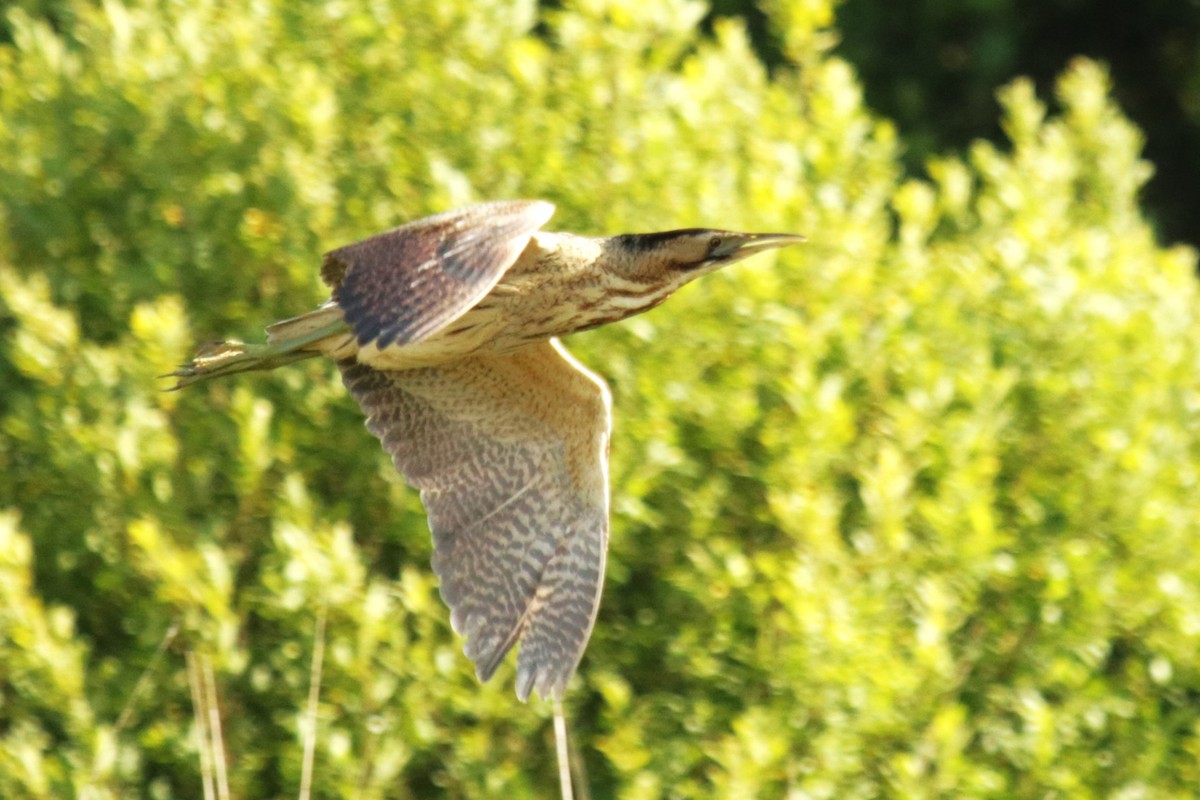 Great Bittern - ML620643504