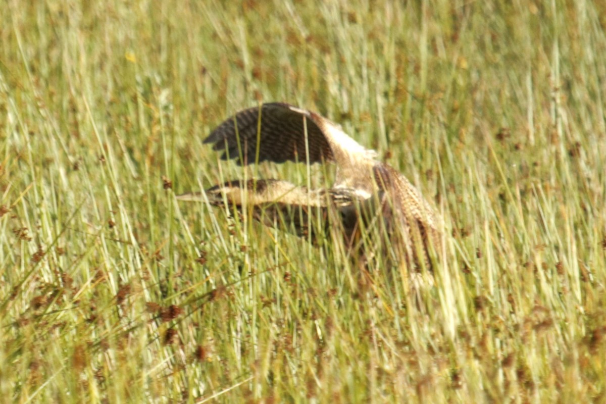 Great Bittern - ML620643505