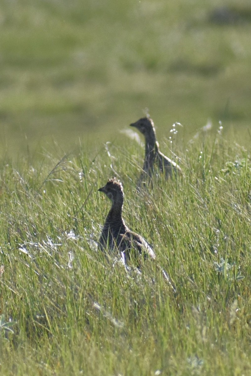 Sharp-tailed Grouse - ML620643507