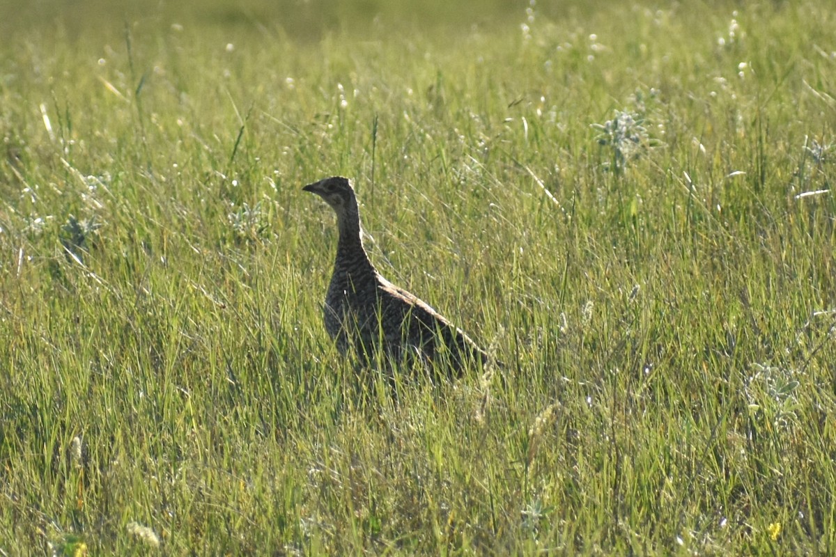 Gallo de las Praderas Rabudo - ML620643508