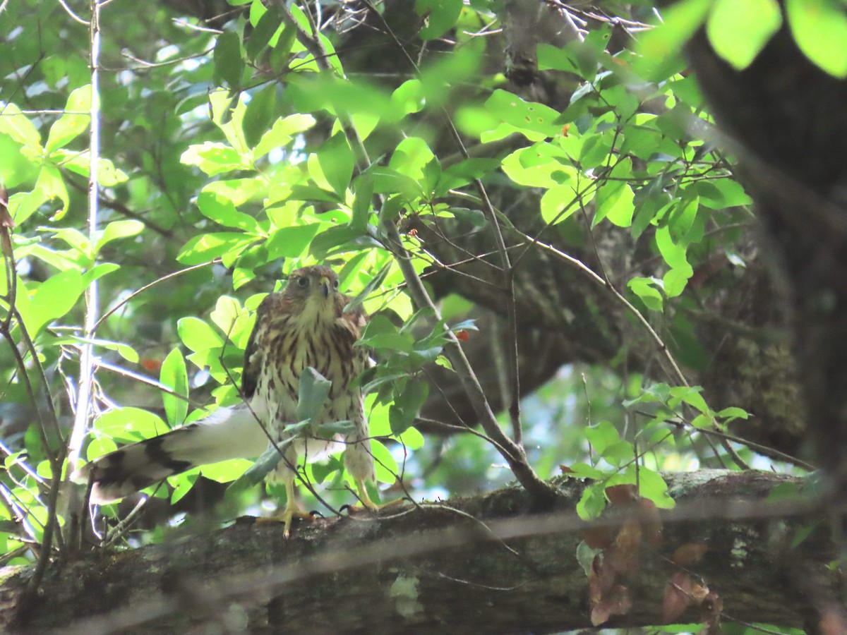 Cooper's Hawk - ML620643511