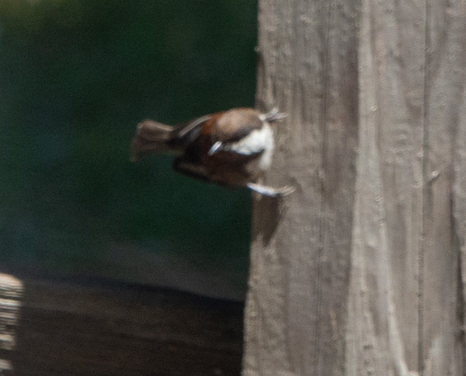 Chestnut-backed Chickadee - ML620643513