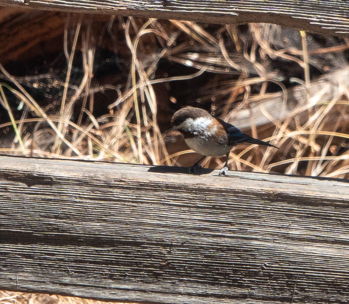 Mésange à dos marron - ML620643514