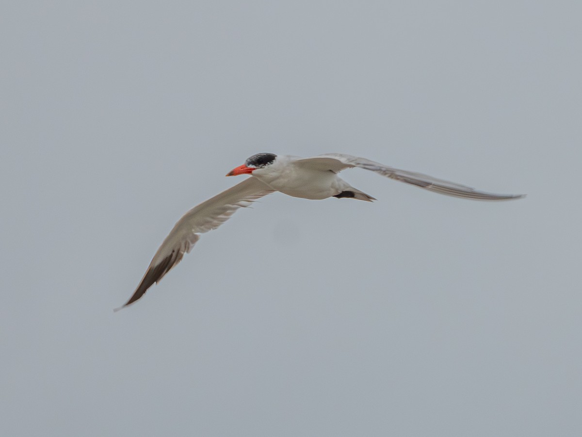 Caspian Tern - ML620643517