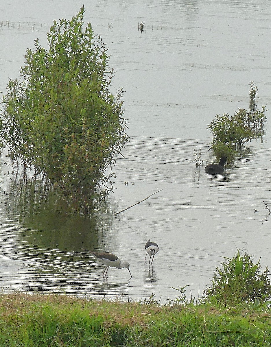 Black-winged Stilt - ML620643518