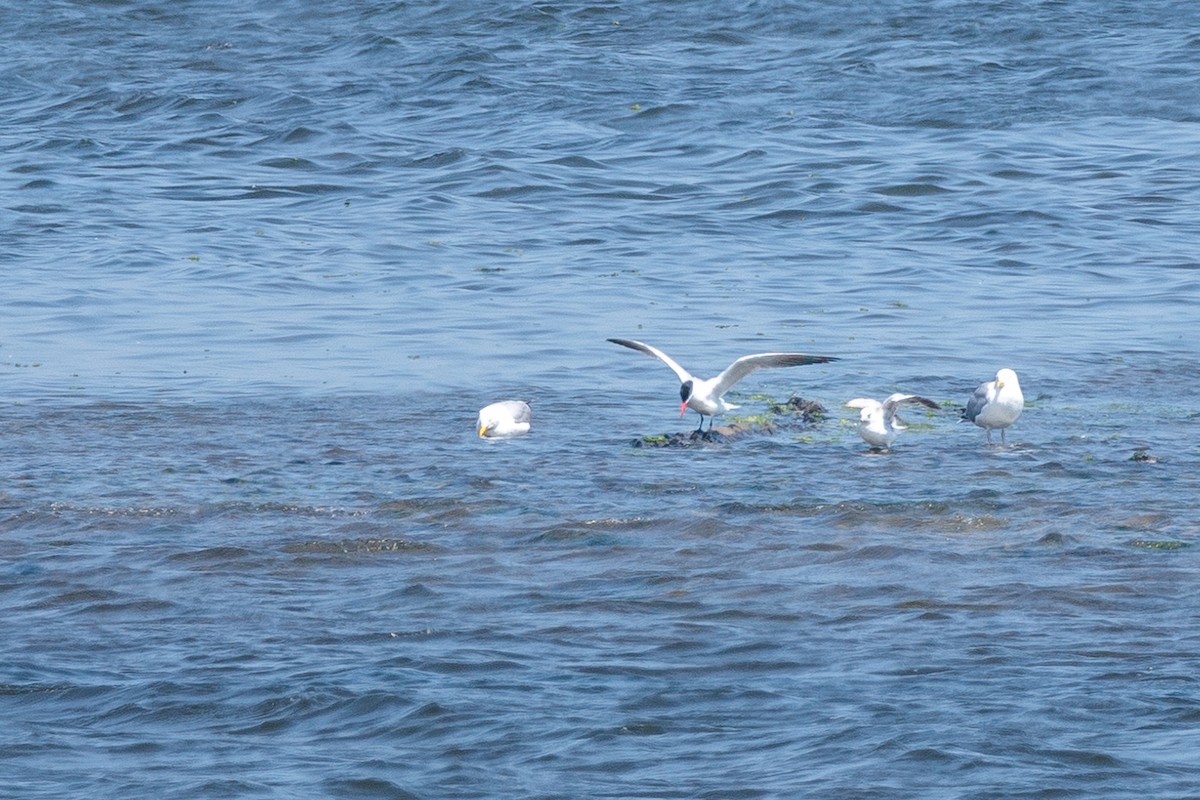 Caspian Tern - ML620643522