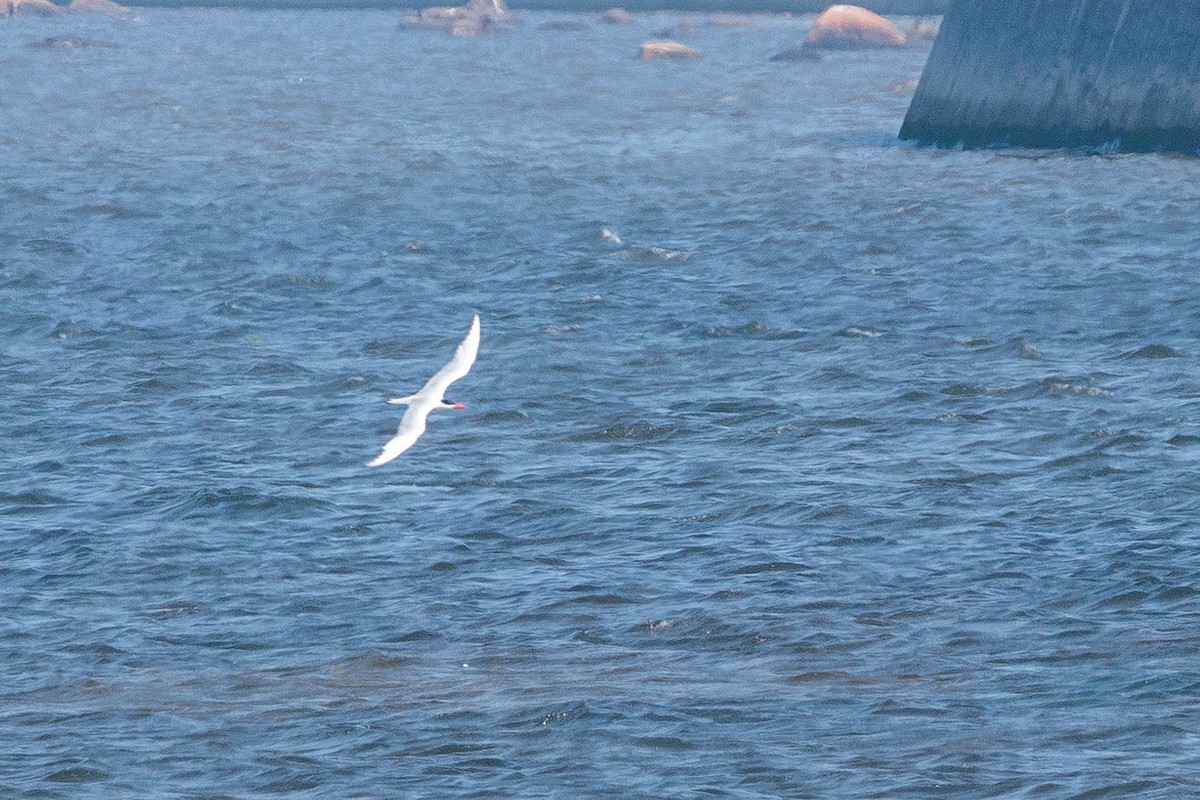 Caspian Tern - ML620643525