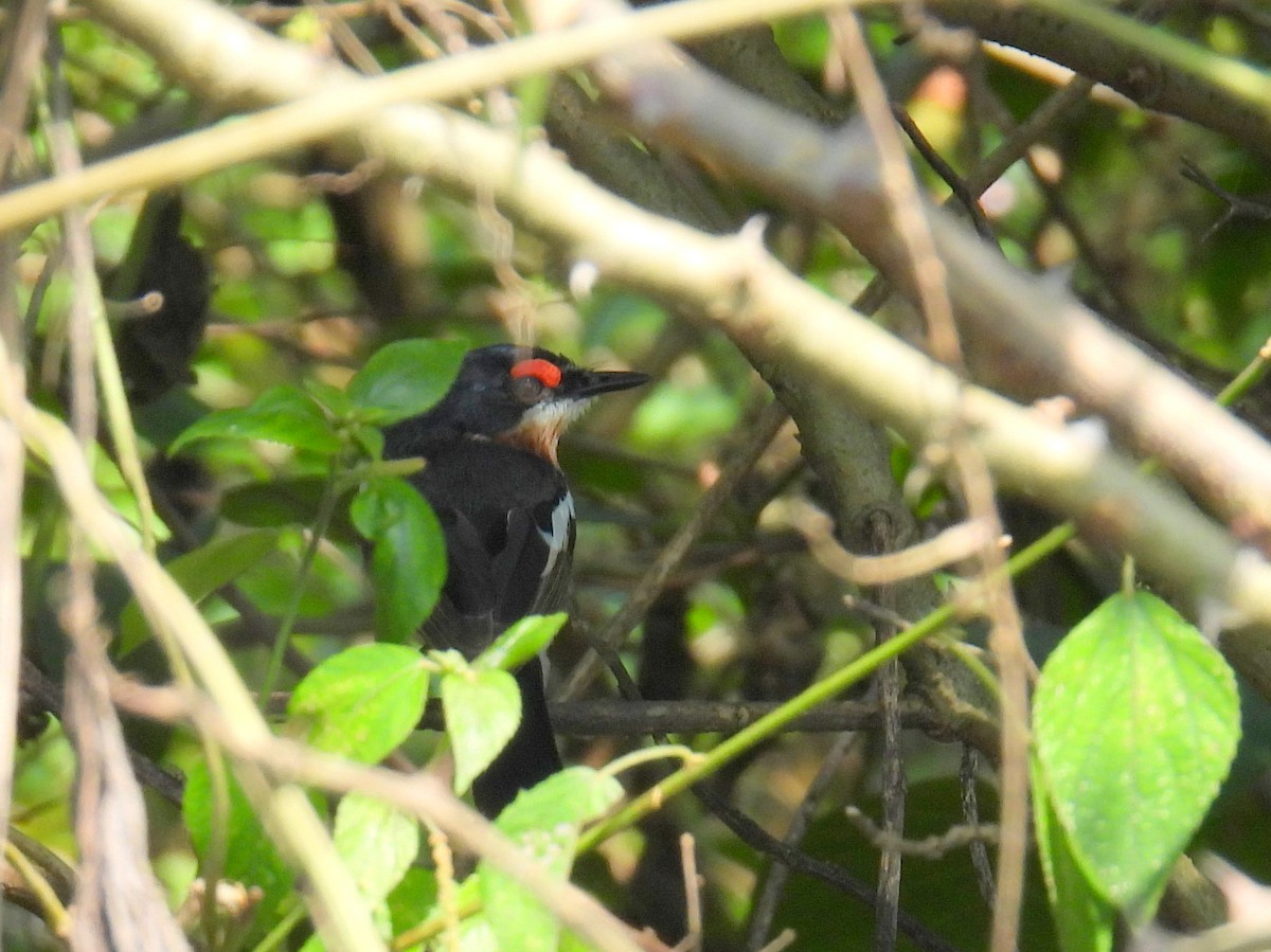 Brown-throated Wattle-eye - ML620643530