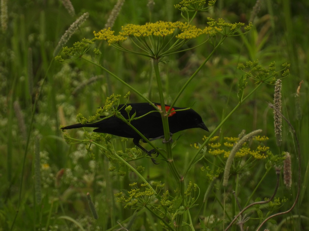 Red-winged Blackbird - ML620643531