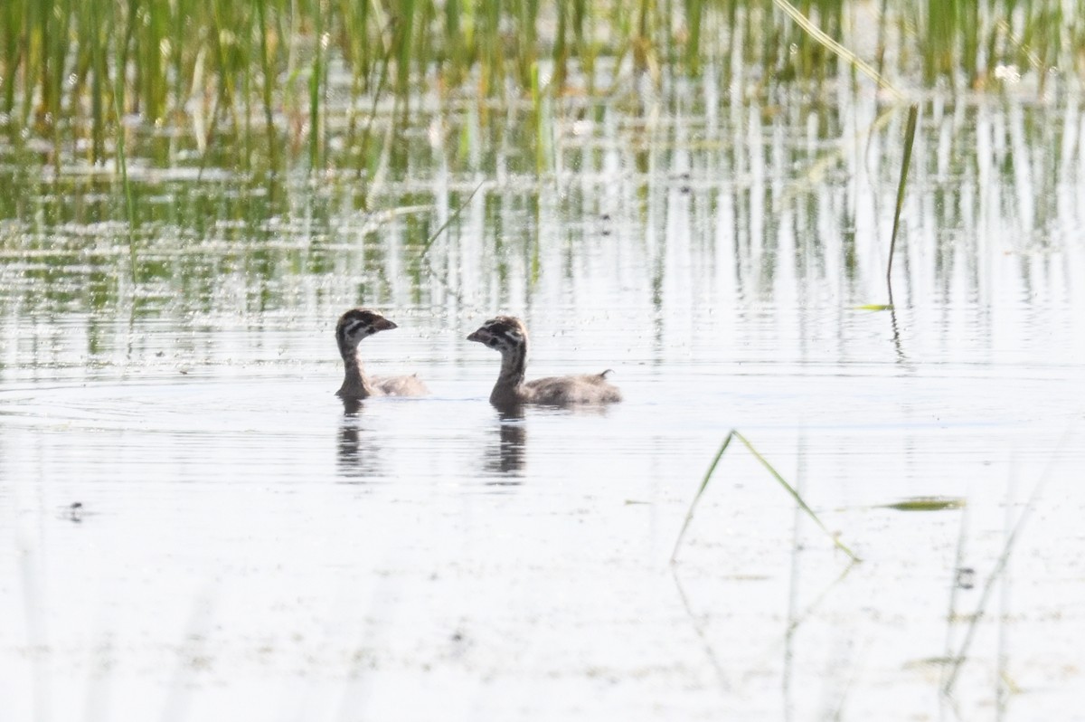 Pied-billed Grebe - ML620643533