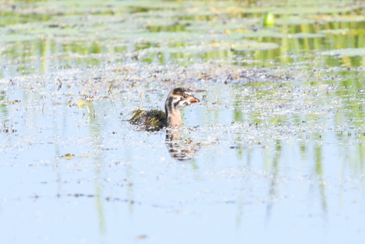 Pied-billed Grebe - ML620643534